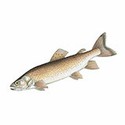 100 pics Animal Kingdom 1 answers Danube Salmon