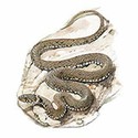 100 pics Animal Kingdom 1 answers Grass Snake