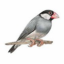100 pics Animal Kingdom 1 answers Java Sparrow