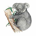100 pics Animal Kingdom 1 answers Koala