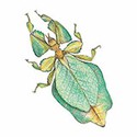 100 pics Animal Kingdom 1 answers Leaf Insect