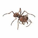 100 pics Animal Kingdom 1 answers Leafcutter Ant