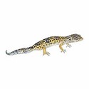100 pics Animal Kingdom 1 answers Leopard Gecko
