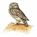 100 pics Animal Kingdom 1 answers Little Owl