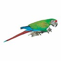 100 pics Animal Kingdom 1 answers Macaw