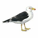100 pics Animal Kingdom 1 answers Pacific Gull