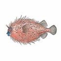 100 pics Animal Kingdom 1 answers Porcupinefish