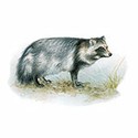 100 pics Animal Kingdom 1 answers Raccoon Dog