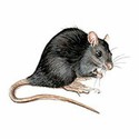 100 pics Animal Kingdom 1 answers Rat