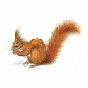 100 pics Animal Kingdom 1 answers Red Squirrel