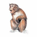 100 pics Animal Kingdom 1 answers Rhesus Macaque