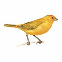 100 pics Animal Kingdom 1 answers Saffron Finch
