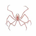 100 pics Animal Kingdom 1 answers Sea Spider