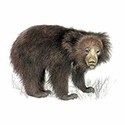 100 pics Animal Kingdom 1 answers Sloth Bear
