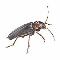 100 pics Animal Kingdom 1 answers Soldier Beetle