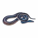 100 pics Animal Kingdom 1 answers Sunbeam Snake