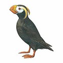 100 pics Animal Kingdom 1 answers Tufted Puffin