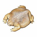100 pics Animal Kingdom 1 answers Turtle Frog