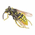 100 pics Animal Kingdom 1 answers Wasp