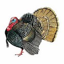 100 pics Animal Kingdom 1 answers Wild Turkey