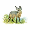 100 pics Animal Kingdom 2 answers Bat Eared Fox