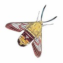 100 pics Animal Kingdom 2 answers Bee Hawk Moth