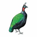 100 pics Animal Kingdom 2 answers Congo Peacock