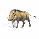 100 pics Animal Kingdom 2 answers Desert Warthog