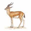 100 pics Animal Kingdom 2 answers Dorcas Gazelle