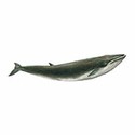 100 pics Animal Kingdom 2 answers Fin Whale