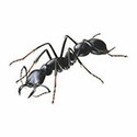 100 pics Animal Kingdom 2 answers Giant Ant