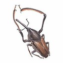 100 pics Animal Kingdom 2 answers Giant Weevil