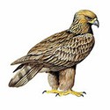 100 pics Animal Kingdom 2 answers Golden Eagle