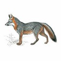 100 pics Animal Kingdom 2 answers Gray Fox