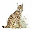 100 pics Animal Kingdom 2 answers Iberian Lynx
