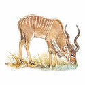100 pics Animal Kingdom 2 answers Kudu