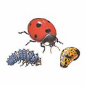 100 pics Animal Kingdom 2 answers Ladybird