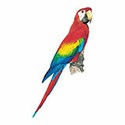 100 pics Animal Kingdom 2 answers Macaw