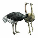100 pics Animal Kingdom 2 answers Ostrich