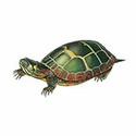 100 pics Animal Kingdom 2 answers Painted Turtle