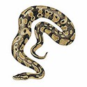 100 pics Animal Kingdom 2 answers Royal Python