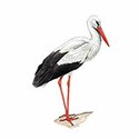 100 pics Animal Kingdom 2 answers Stork