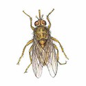 100 pics Animal Kingdom 2 answers Tsetse Fly