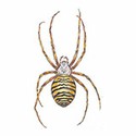 100 pics Animal Kingdom 2 answers Wasp Spider