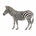 100 pics Animal Kingdom 2 answers Zebra