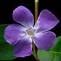 100 pics P Is For answers Periwinkle 
