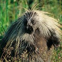 100 pics P Is For answers Porcupine 