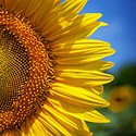 100 pics Circular answers Sunflower 
