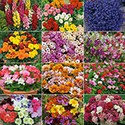 100 pics Gardening answers Annuals 