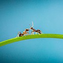 100 pics Gardening answers Ants 